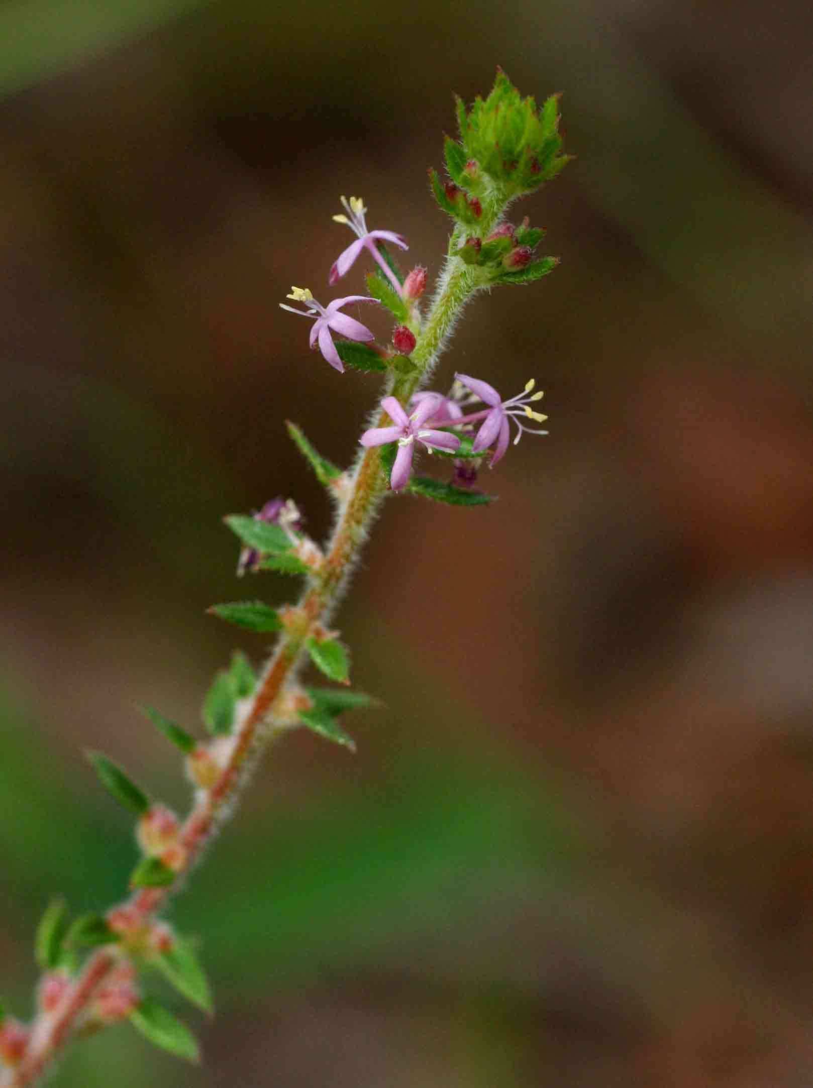 صورة Otiophora scabra Zucc.