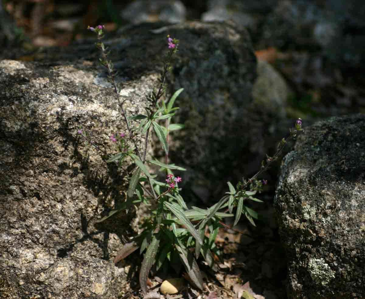 صورة Otiophora scabra Zucc.