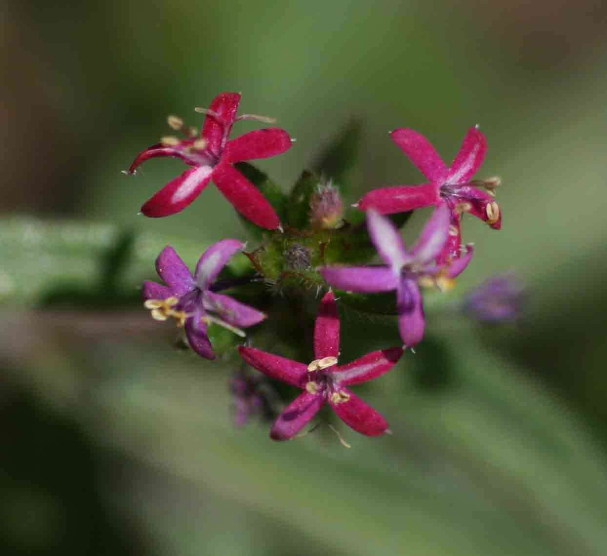 صورة Otiophora scabra Zucc.