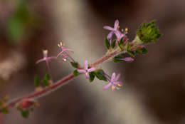 صورة Otiophora scabra Zucc.