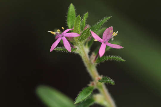 صورة Otiophora scabra Zucc.