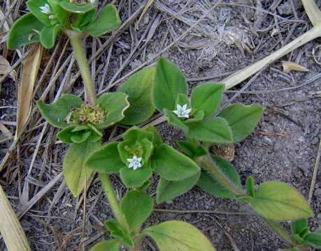 Image of Mexican clover