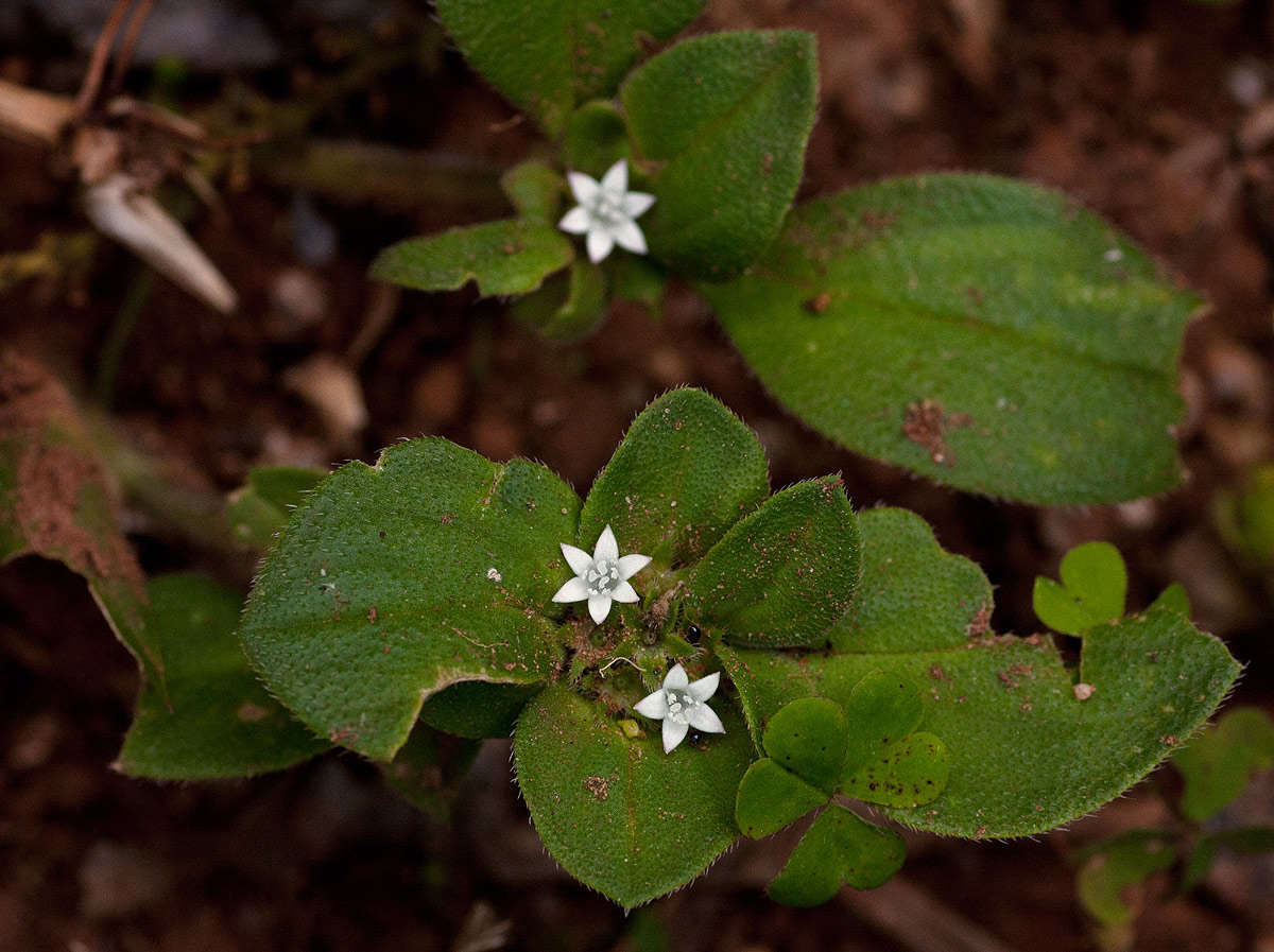 Image of Mexican clover