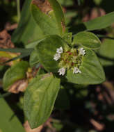 Image of Mexican clover