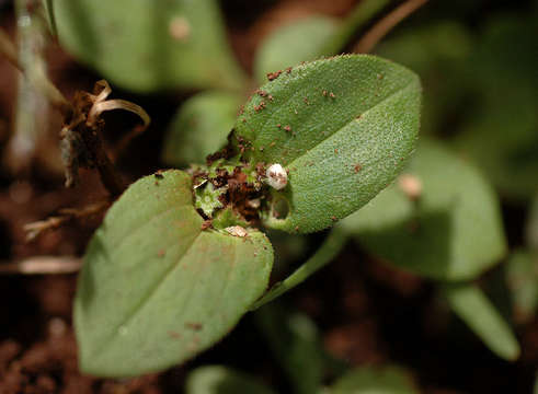 Image of Mexican clover