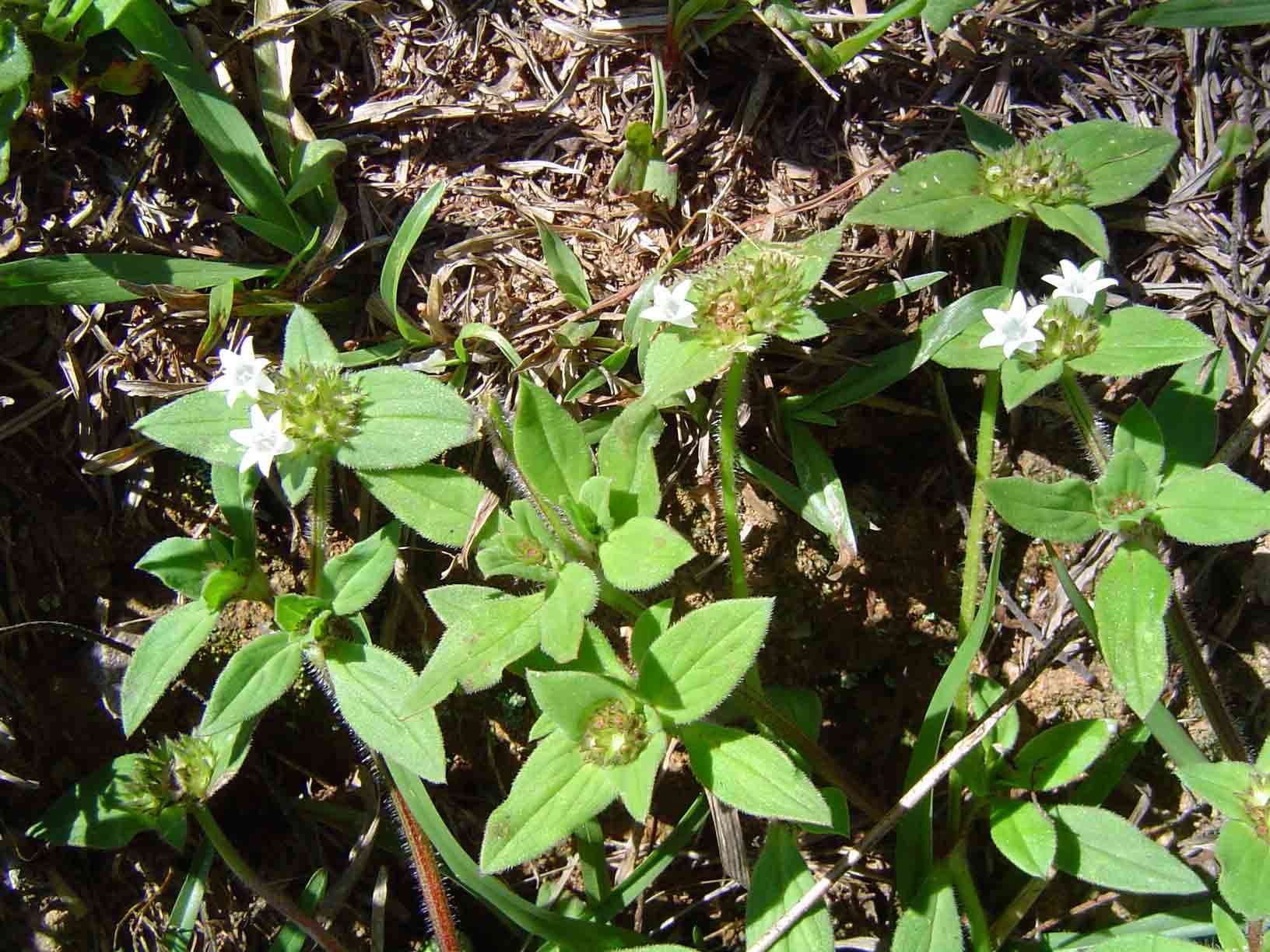 Image of Mexican clover