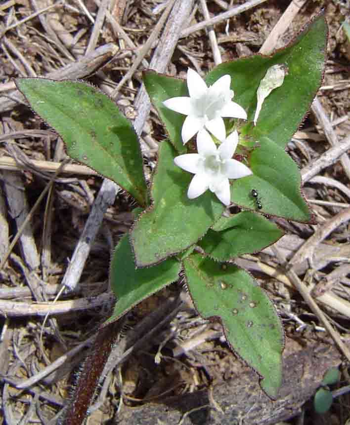 Image of Mexican clover