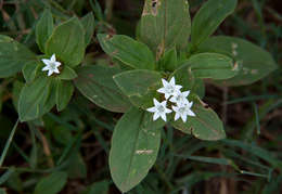 Image of Mexican clover