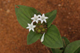 Image of Mexican clover