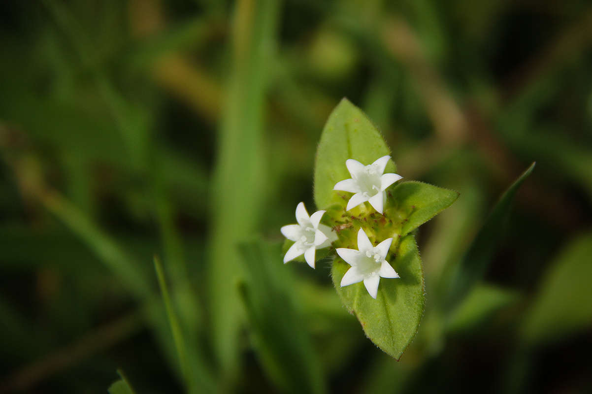 Image of Mexican clover