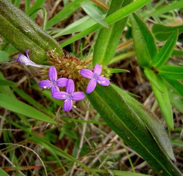 Image of false buttonweed