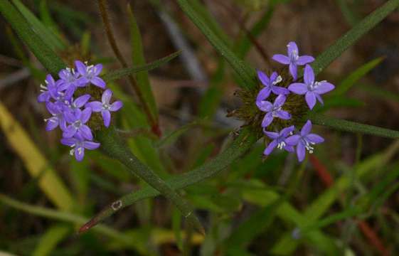 Image of false buttonweed