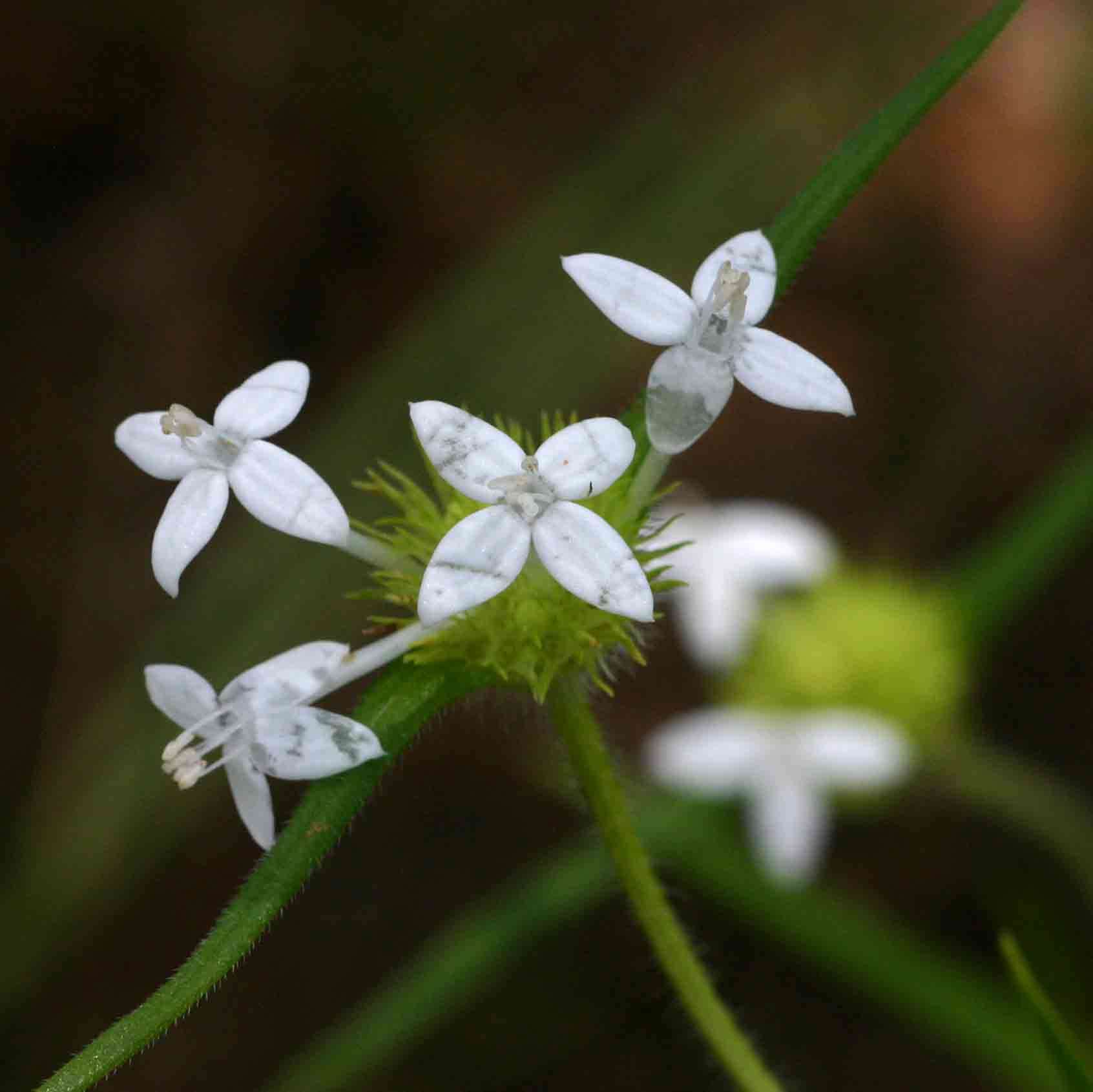 Plancia ëd Spermacoce