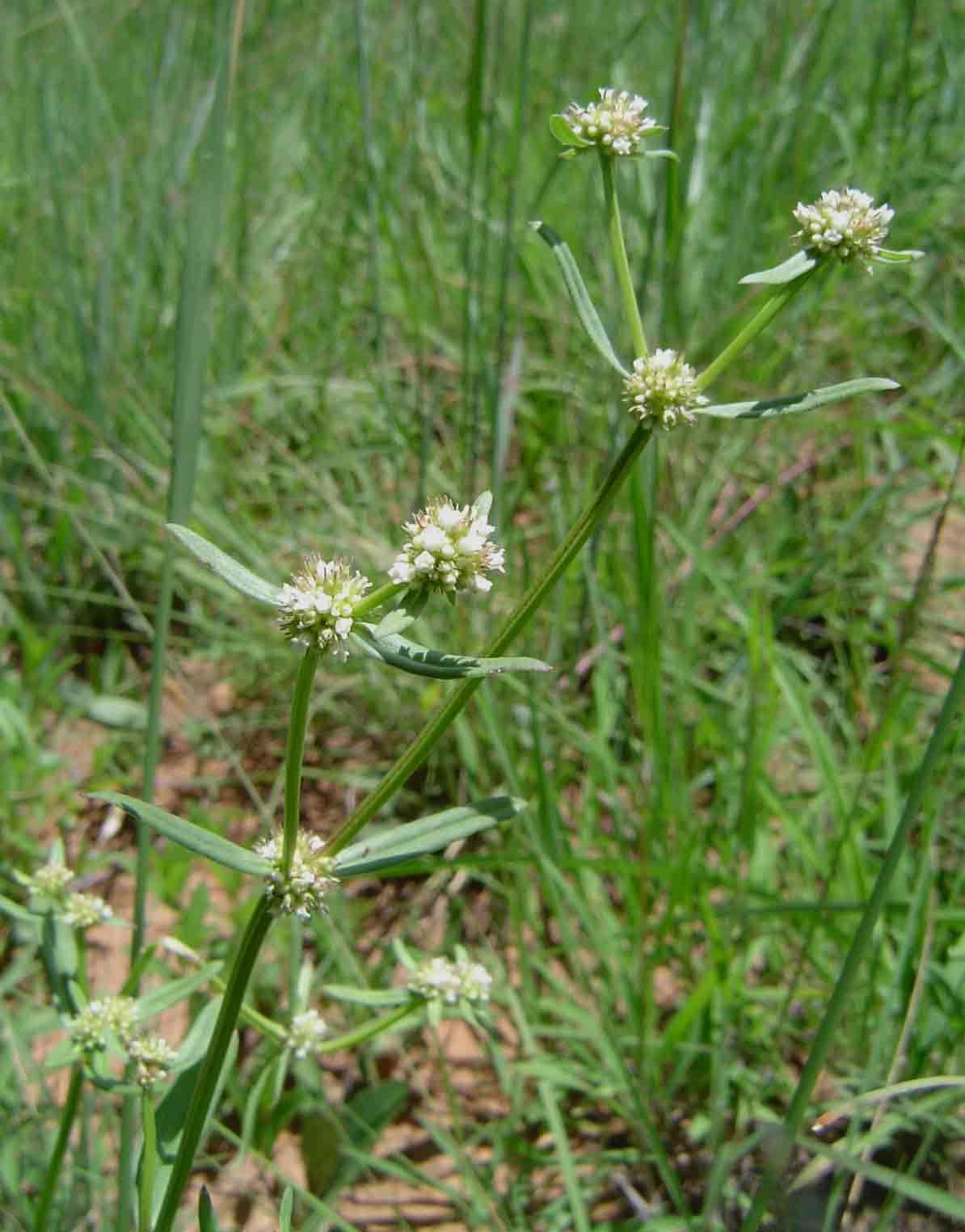 Plancia ëd Spermacoce natalensis Hochst.