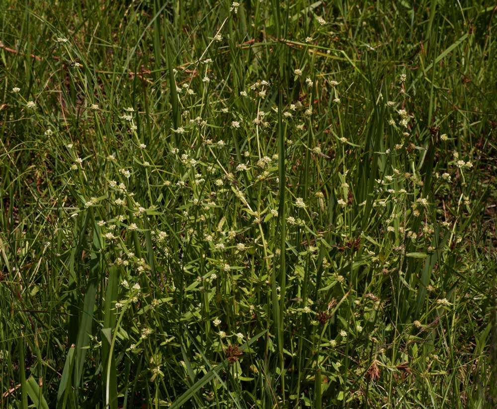 Plancia ëd Spermacoce natalensis Hochst.