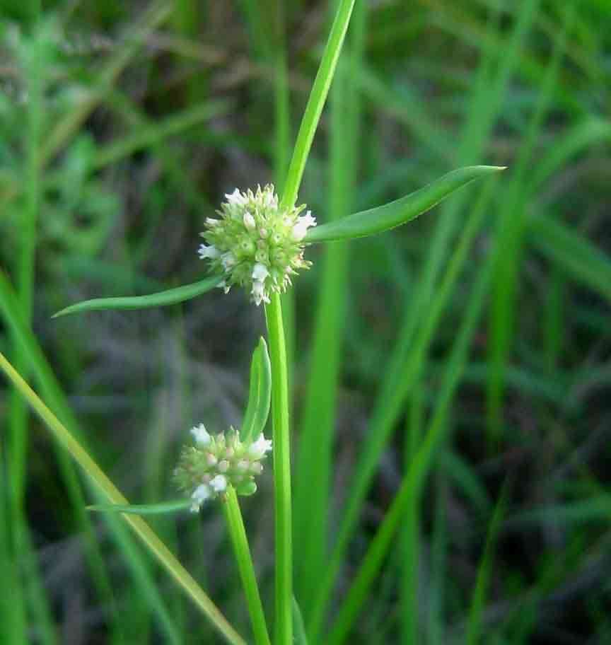 Plancia ëd Spermacoce natalensis Hochst.