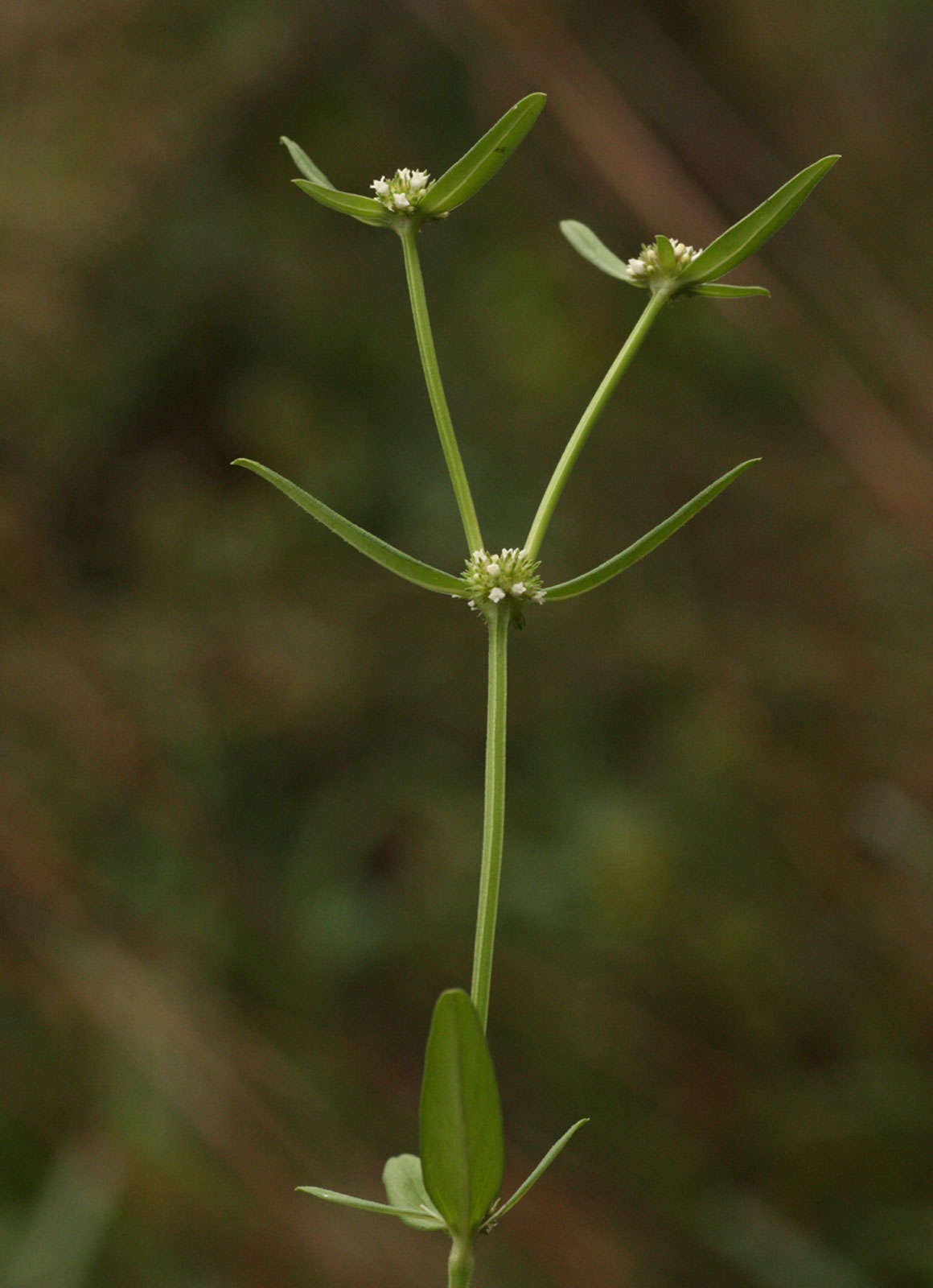 Plancia ëd Spermacoce natalensis Hochst.