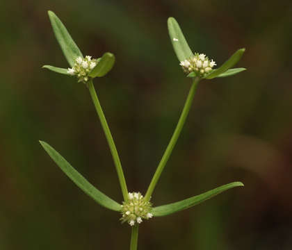 Image of Spermacoce natalensis Hochst.