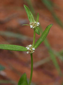 Image of Spermacoce natalensis Hochst.