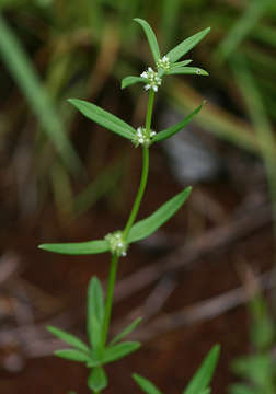 Image of Spermacoce natalensis Hochst.