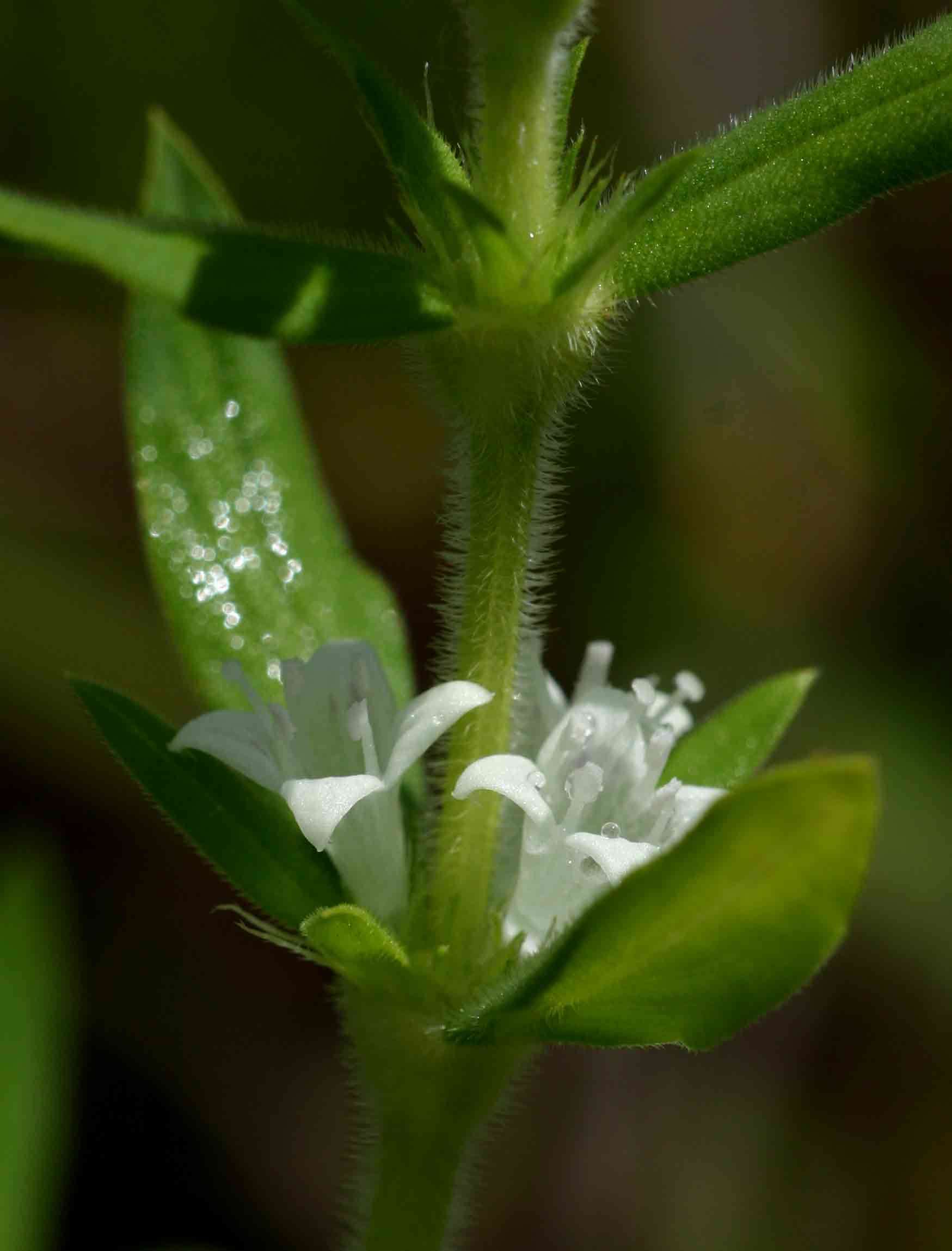 Image of Spermacoce senensis (Klotzsch) Hiern