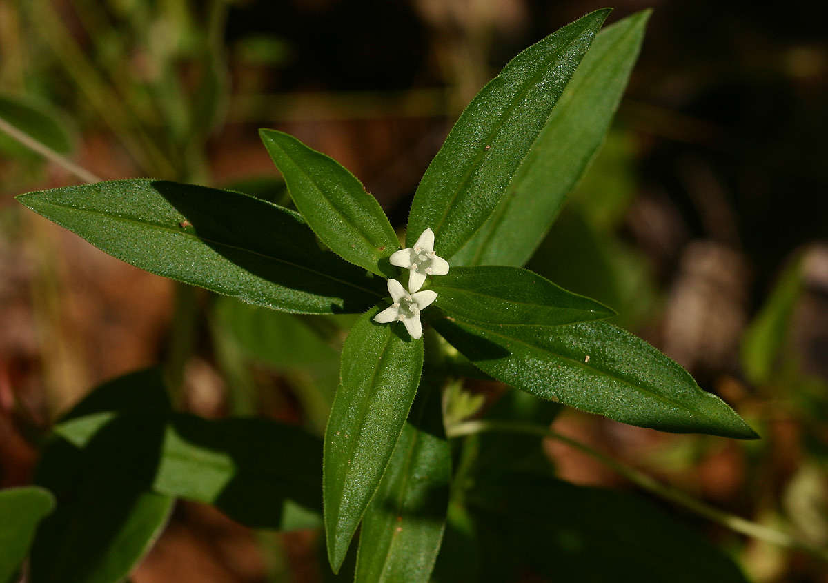 Image of Spermacoce senensis (Klotzsch) Hiern