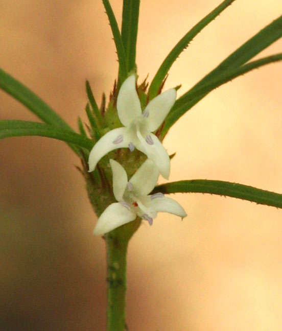 Spermacoce subvulgata (K. Schum.) J. G. García resmi