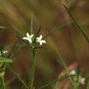 Image of Spermacoce subvulgata var. subvulgata