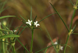 Spermacoce subvulgata (K. Schum.) J. G. García resmi