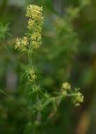 Image de Galium bussei K. Schum. & K. Krause