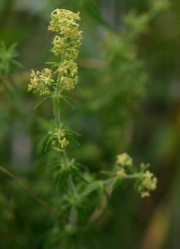 Image of Galium bussei K. Schum. & K. Krause