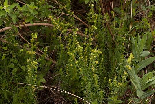 Plancia ëd Galium bussei K. Schum. & K. Krause