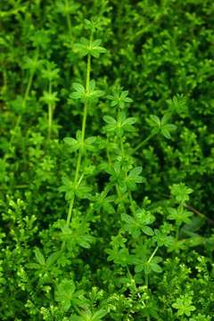 Plancia ëd Galium chloroionanthum K. Schum.