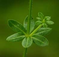 Plancia ëd Galium chloroionanthum K. Schum.