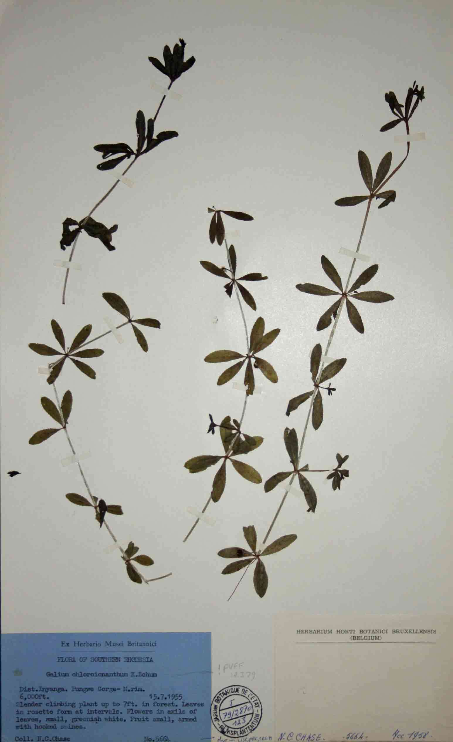 Image of Galium chloroionanthum K. Schum.