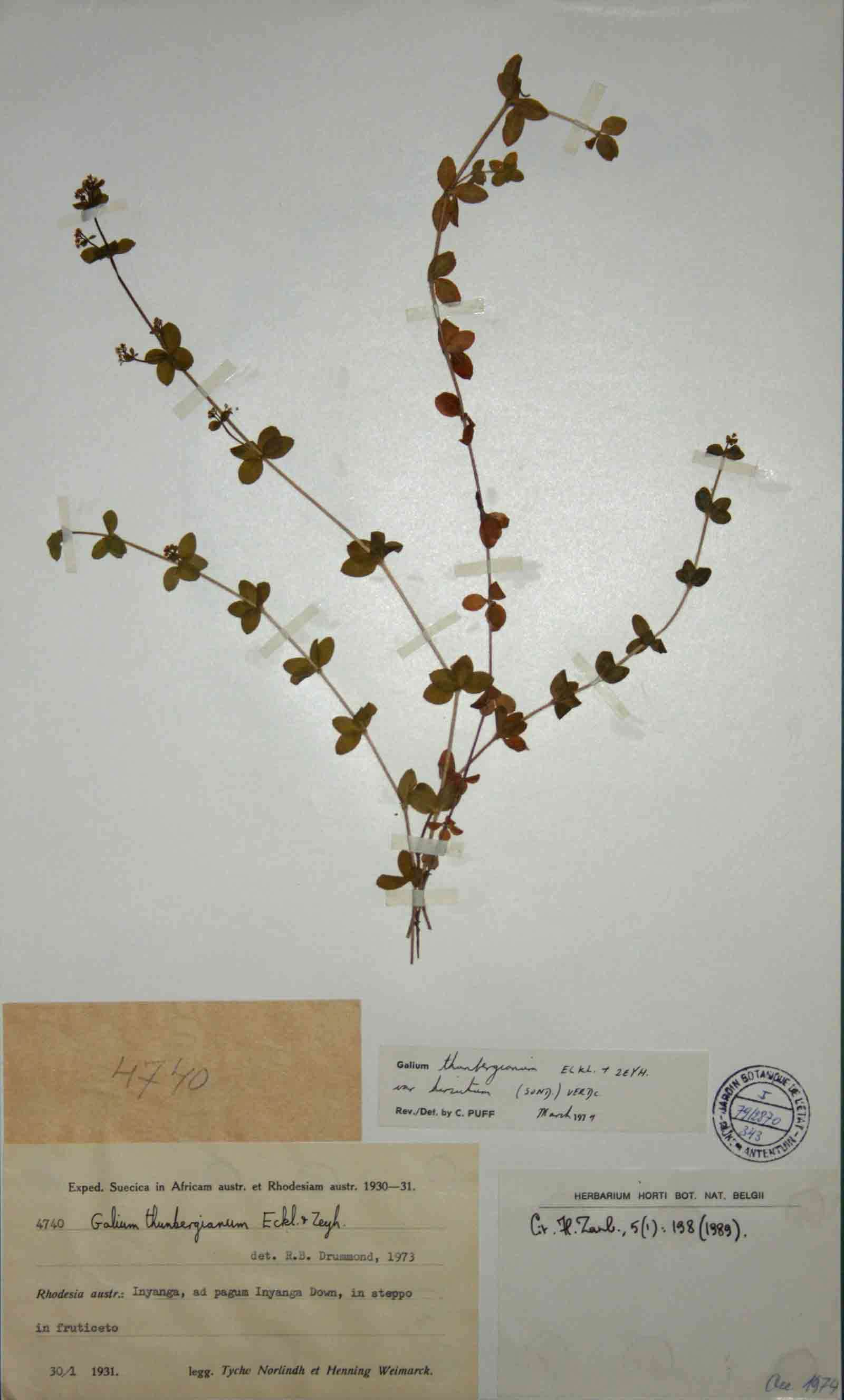 Image of Galium thunbergianum Eckl. & Zeyh.