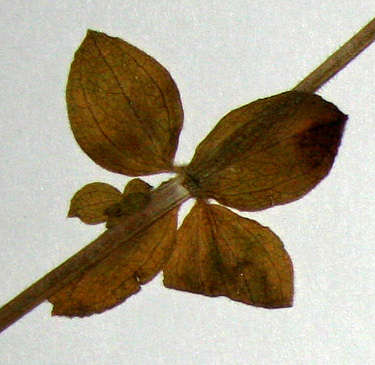 Image of Galium thunbergianum Eckl. & Zeyh.