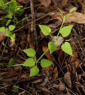 Plancia ëd Rubia cordifolia L.