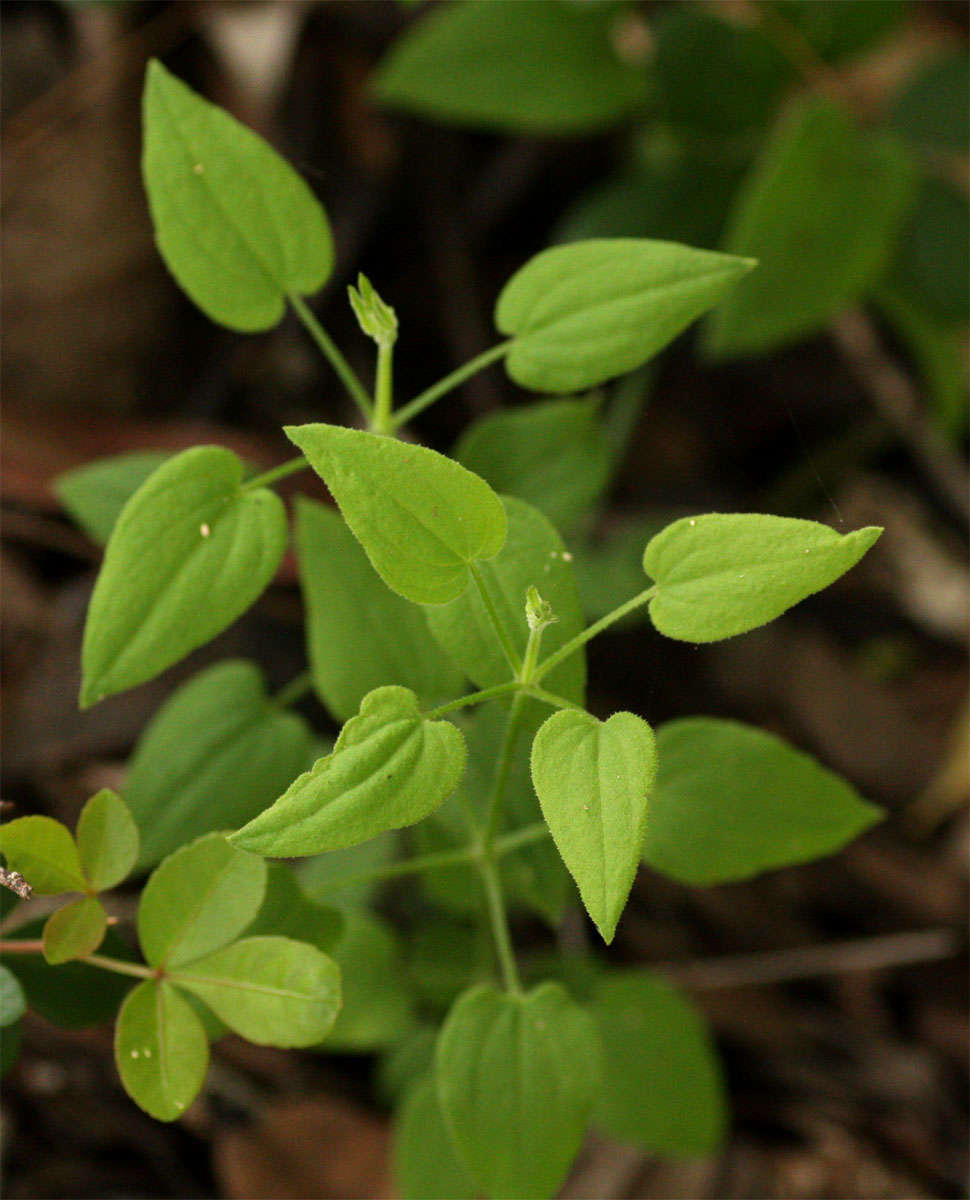 Plancia ëd Rubia cordifolia L.