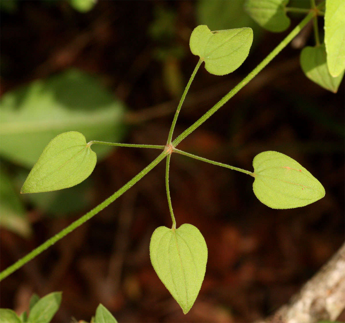 Plancia ëd Rubia cordifolia L.