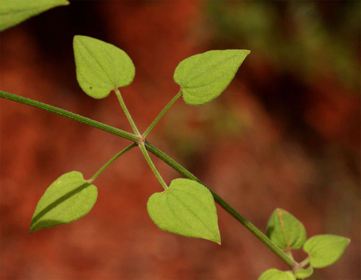 Plancia ëd Rubia cordifolia L.