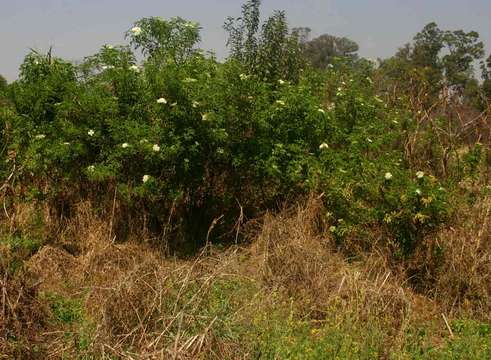 Plancia ëd Sambucus