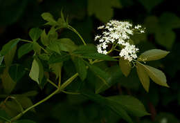 Sambucus canadensis L.的圖片