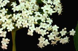 Sambucus canadensis L.的圖片