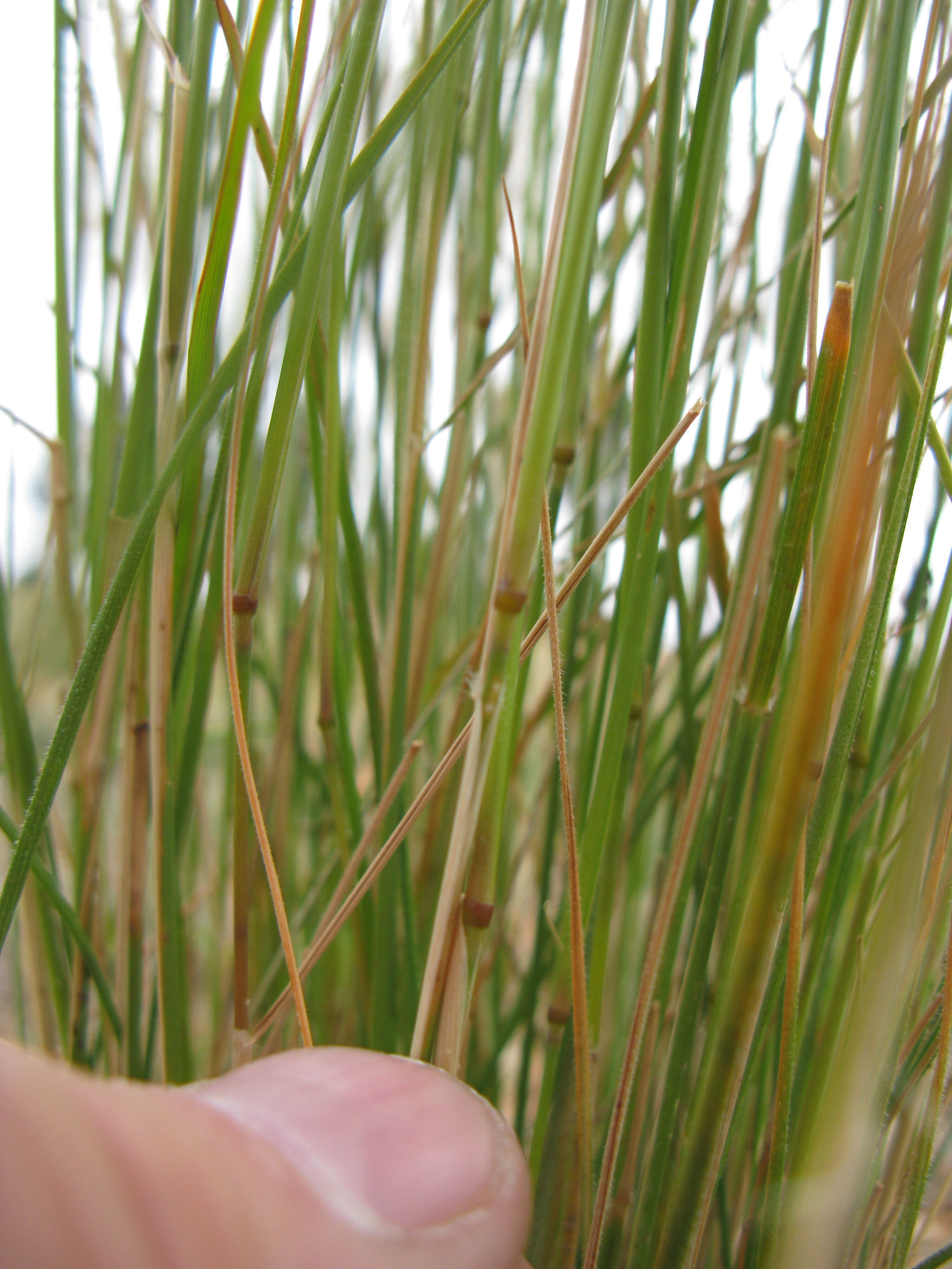 Image of Austrostipa nodosa (S. T. Blake) S. W. L. Jacobs & J. Everett