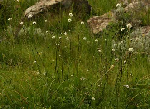 Image of cephalaria