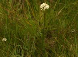 Image of cephalaria