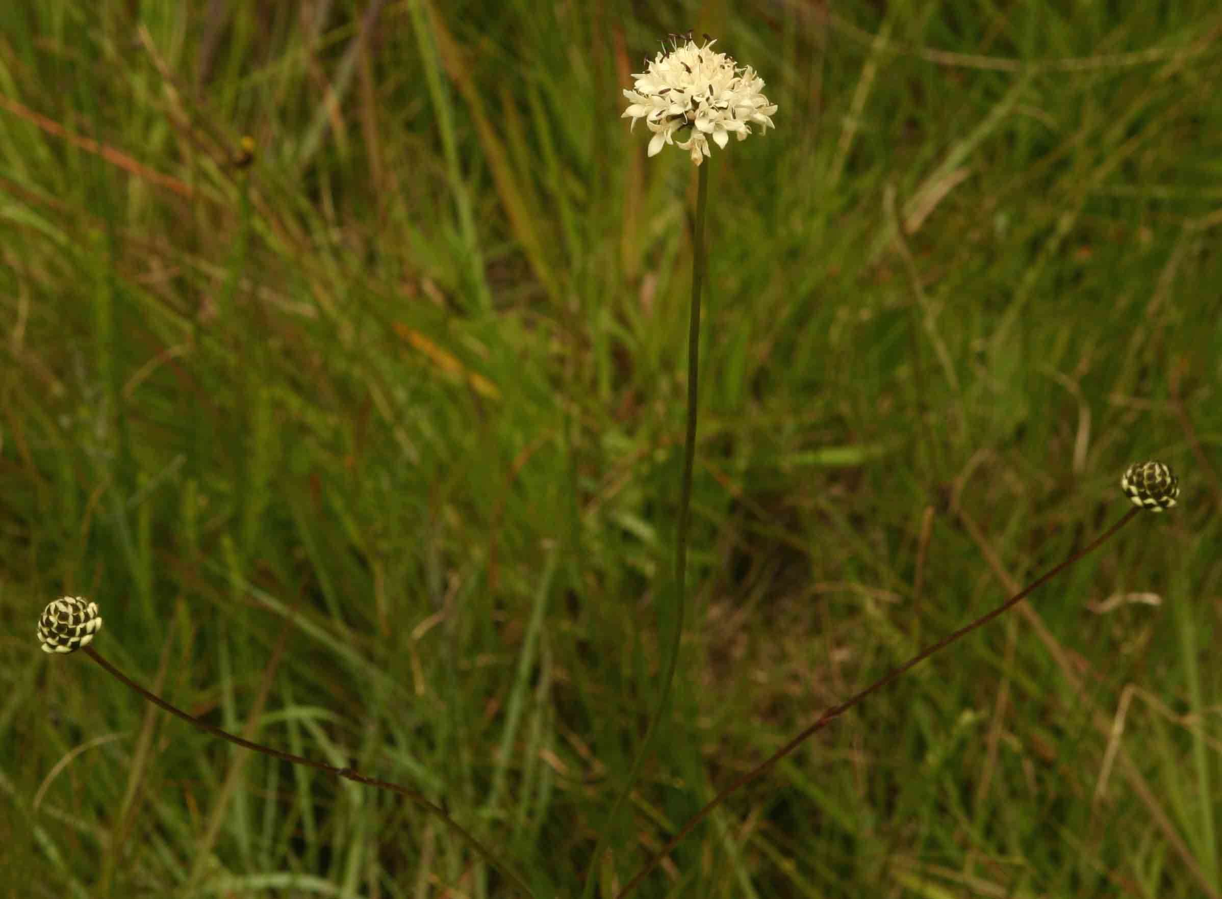 Image of cephalaria