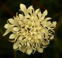 Image of cephalaria