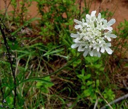 Image of Pincushion Flowers